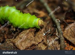 big green worm caterpillar forest stock photo edit now