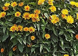 From national gallery of art, washington, d.c., claude monet, jerusalem artichoke flowers (1880), oil on canvas, 39 3/16 × 28 3/4 in. How To Grow Sunchokes For Perpetual Harvests Joybilee Farm Diy Herbs Gardening