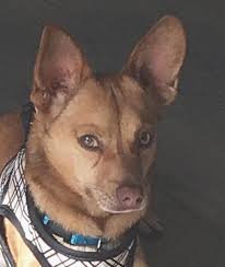 Adam S New Dog Pharaoh Dogs Adam Lambert Animals