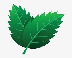 Hampir semua tumbuhan yang tumbu di bumi pasti memiliki daun, meskipun ada beberapa tumbuhan yang diciptakan tanpa memiliki daun. 725 Leaves Icon Kartun Daun Hijau Free Transparent Png Download Pngkey