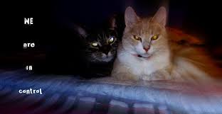 We Are In Control Cats Photo Of Marley Kira With Computer Effect Feline Furkids Kitties Cats Cat Zoom Attitude Control Cats Animals Pets Cats