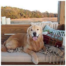 The World S Most Beautiful Golden Retriever Puppies And Kitties Golden Retriever Custom Dog