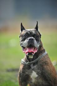 Weitere ideen zu hunde, boxer welpe, deutscher boxer. Boxer Hund Stockfoto Bild Von Auge Fleischfressend 14375152