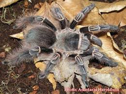 So let's pick a species, therefore, for a beginner, that is reluctant to bite. The Best Tarantula Species For Beginners Tom S Big Spiders