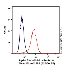 This is different from as you look at this diagram of a smooth muscle fiber, you'll notice the single nucleus in the center. Alexa Fluor 488 Anti Alpha Smooth Muscle Actin Antibody 1a4 Ab184675 Abcam