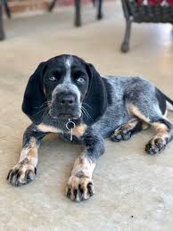 Bluetick coonhounds normally make very good family pets, but can be difficult to train. Bluetick Coonhound Puppies For Sale Off 67 Www Usushimd Com