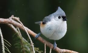 Picture of a tufted titmouse. Tufted Titmouse Averett University