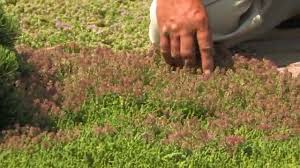 We did not find results for: Thyme As A Groundcover Youtube