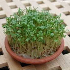 Image result for Coccinia sessilifolia