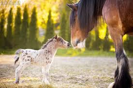 The falabella is an argentine breed of small horse. Shetlandpony Foal Meets Grown Up Shire Horse Pferde Fotografie Shetlandpony Pferdefotografie
