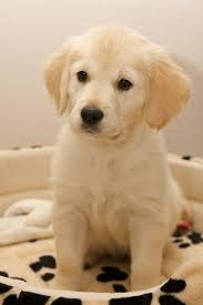 They snuggle together as they look over their new brood, proudly watching their newborn puppies wriggle on the blanket. Best Quality Golden Retriever Puppies For Sale In Singapore 2021