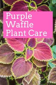 Seeds, cuttings, and other plant parts. The Ultimate Purple Waffle Plant Care Guide