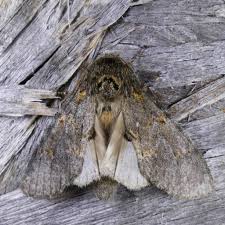 Image result for Pellaea angulosa