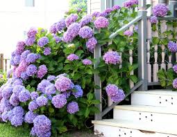All Sizes Beautiful Hydrangeas Flickr Photo Sharing Beautiful Hydrangeas Plants Beautiful Flowers