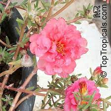 Piantine da orto in vendita online: Portulaca Grandiflora Moss Rose Perslane Purslane Toptropicals Com