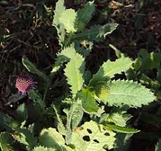 Image result for Sphaeranthus foliosus