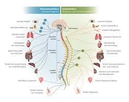 We did not find results for: Aufbau Von Wirbelsaule Und Nervensystem