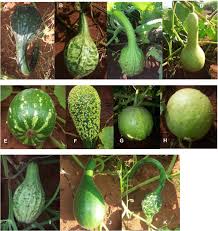 Image result for Lagenaria rufa