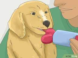 How To Get A Puppy To Stop Growling When You Pick Them Up