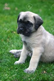 These pages are very important, because if you start your old english mastiff puppy off on the wrong foot, he will probably experience health problems later on. Six Week Old English Mastiff Puppy Sitting In The Grass Stock Photo Picture And Royalty Free Image Image 696766