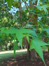 Image result for Liquidambar formosana