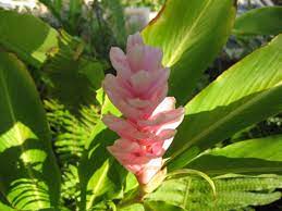 Make Natural Body Hair Skin Care Products Ginger Flower Flowers Tropical Flowers