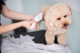 It simply serves to teach them that grooming isn't. Tips For Bathing A Puppy