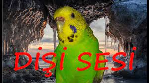 disi muhabbet kusu sesi muhabbet kusu kizistirma cildiracak youtube