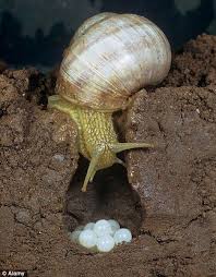 Labour Of Love It Takes Four Hours To Fill A 50g Tin With Each Egg Hand Selected Using Tweezers Snail Pet Snails Animals