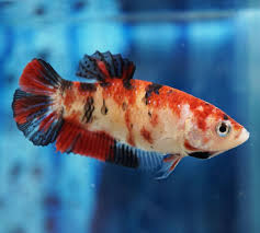 Live Betta Fish Fancy Orange Tiger Koi Hmpk Halfmoon Plakat Female K095 Betta Fish Betta Koi