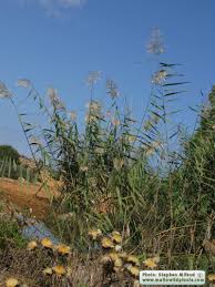 Image result for Phragmites mauritianus