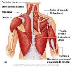 5 name the movements possible at shoulder joint and the muscles responsible for them. Muscle Diagram Shoulder Koibana Info Arm Muscle Anatomy Human Body Anatomy Shoulder Anatomy
