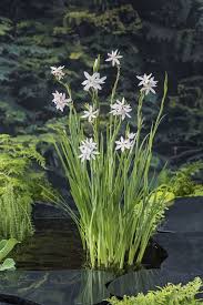 Image result for Hesperantha