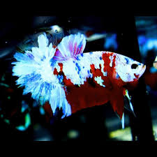 Cửa Hang Ca Cảnh Betta Ha Nội Chuyen Betta Koi Nemo Galaxy Betta Galaxy Facebook