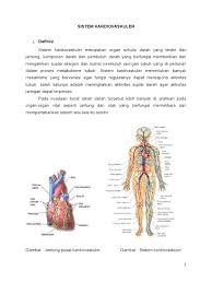 Berikut gambar kontrol sistem saraf dari sistem kardiovaskuler. Sistem Kardiovaskuler