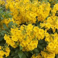 Image result for Tecoma stans