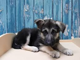We did not find results for: German Shepherd Dog Dog Female Black Silver 2854727 Petland Racine Wi