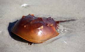 Afbeeldingsresultaat voor horseshoe crab