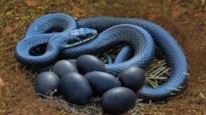 Mother Black Snake Laying Eggs At Home Reptile Giving Birth Wild Animals Videos Black Mamba Life Hackers
