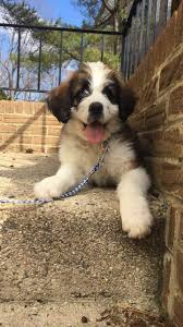 See more ideas about st berdoodle, puppies, dogs. 8 St Berdoodles Ideas St Berdoodle Puppies Pets