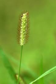 Image result for Setaria pumila