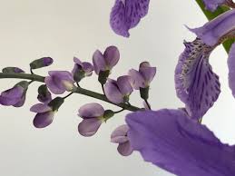 We did not find results for: Iris Tectorum Japanese Roof Iris Pbmgarden