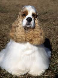 Select breeder of parti colour cocker spaniels, including tri colour. Cocker Spaniel Dog Breed Information