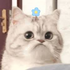 微笑小猫表情包不开心- 可爱微笑小猫表情包_斗图_猫咪表情- 发表情- fabiaoqing.com