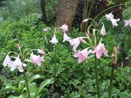 Image result for Crinum moorei