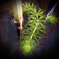 Image result for Aldrovanda vesiculosa