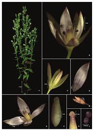 Image result for Swertia