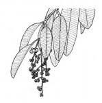 Image result for Ozoroa reticulata