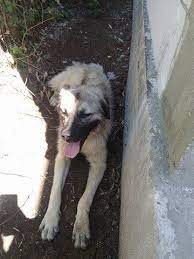 Sunt plini de viata, afectuosi si neastamparati. Am Adoptat Un Caine Maidanez Beitrage Facebook