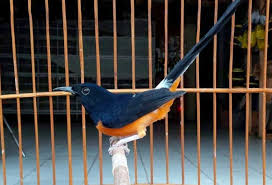 Ciri ciri burung murai bordan. Harga 9 Jenis Burung Murai Medan Gacor Gambar Suara